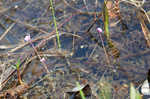 Eastern purple bladderwort